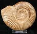Perisphinctes Ammonite - Jurassic #17051-1